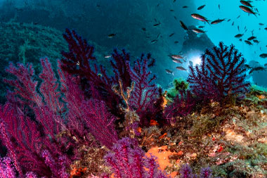 Corso Snorkeling Napoli Baia