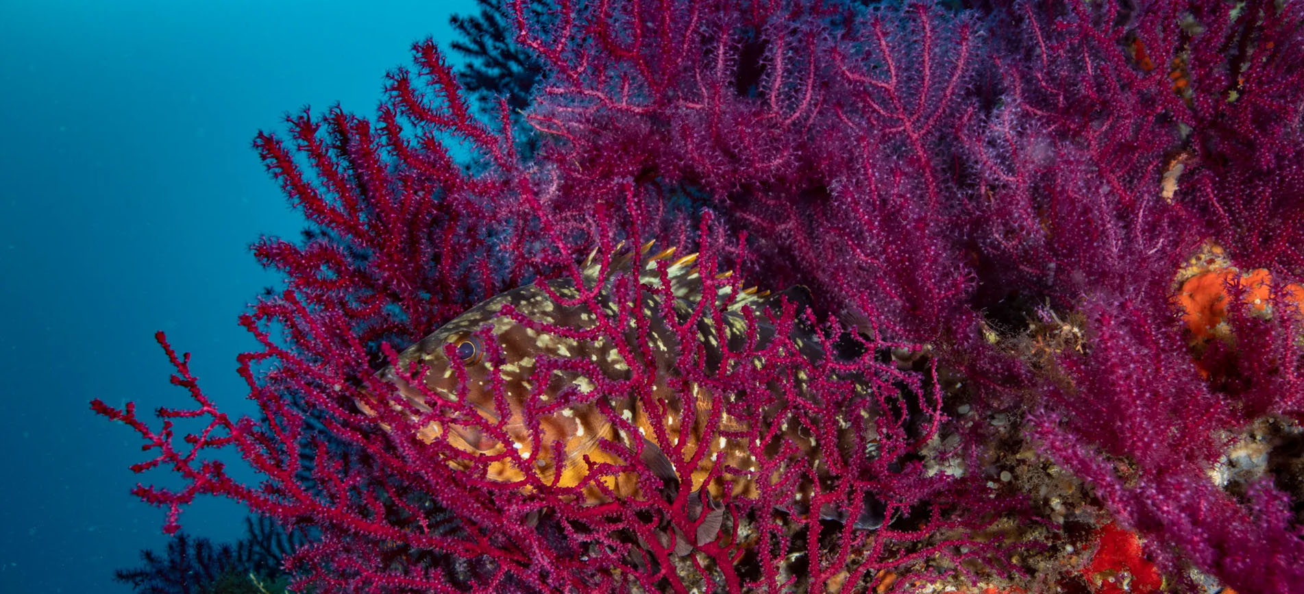 Carena Cape (Capri) Dive
