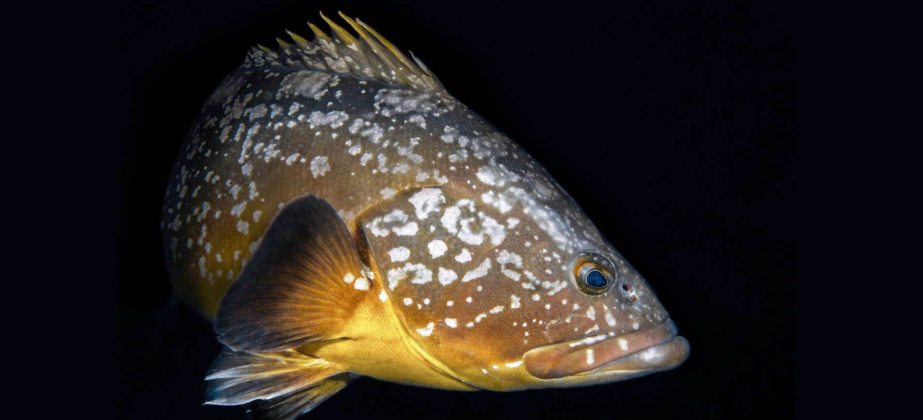 Gulf of Naples Dive