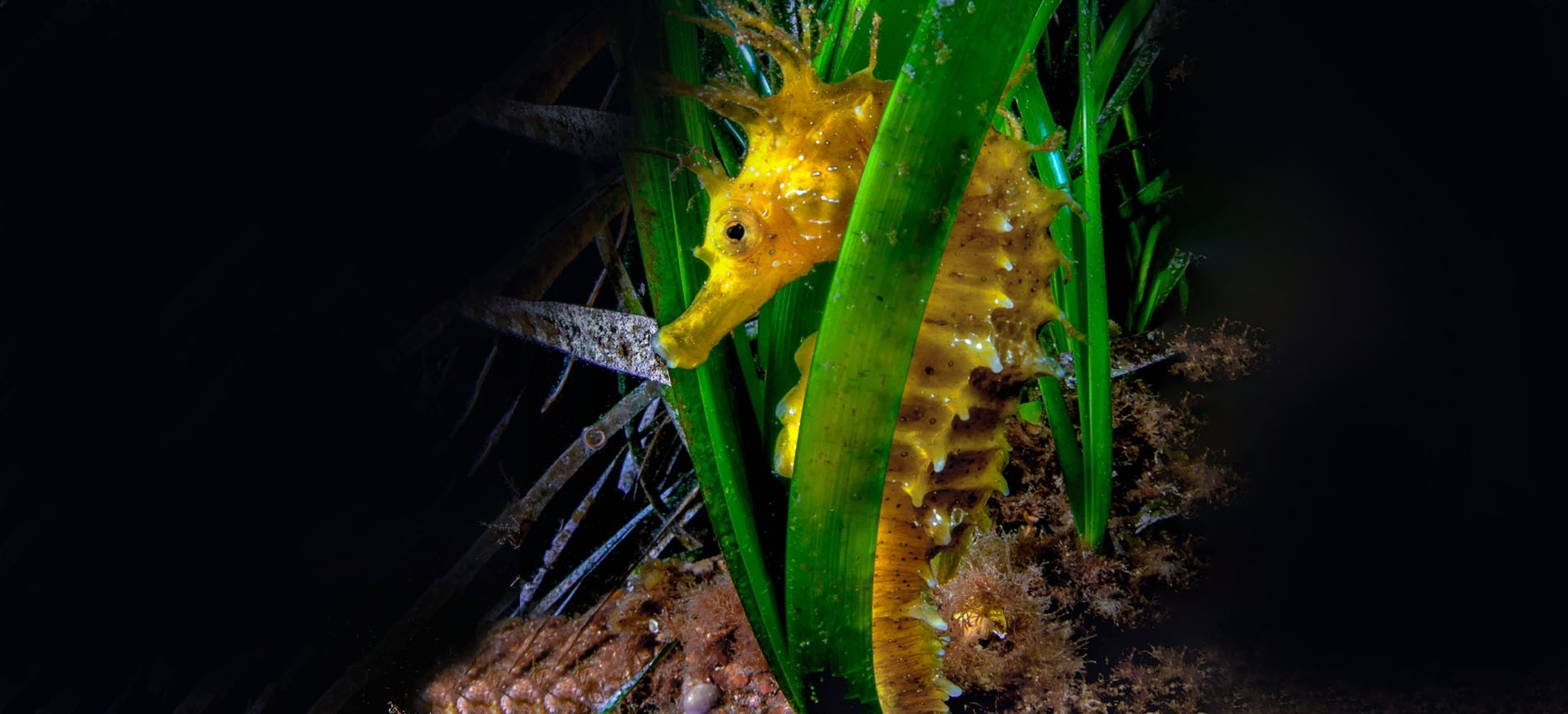 Cavallara reef Dive