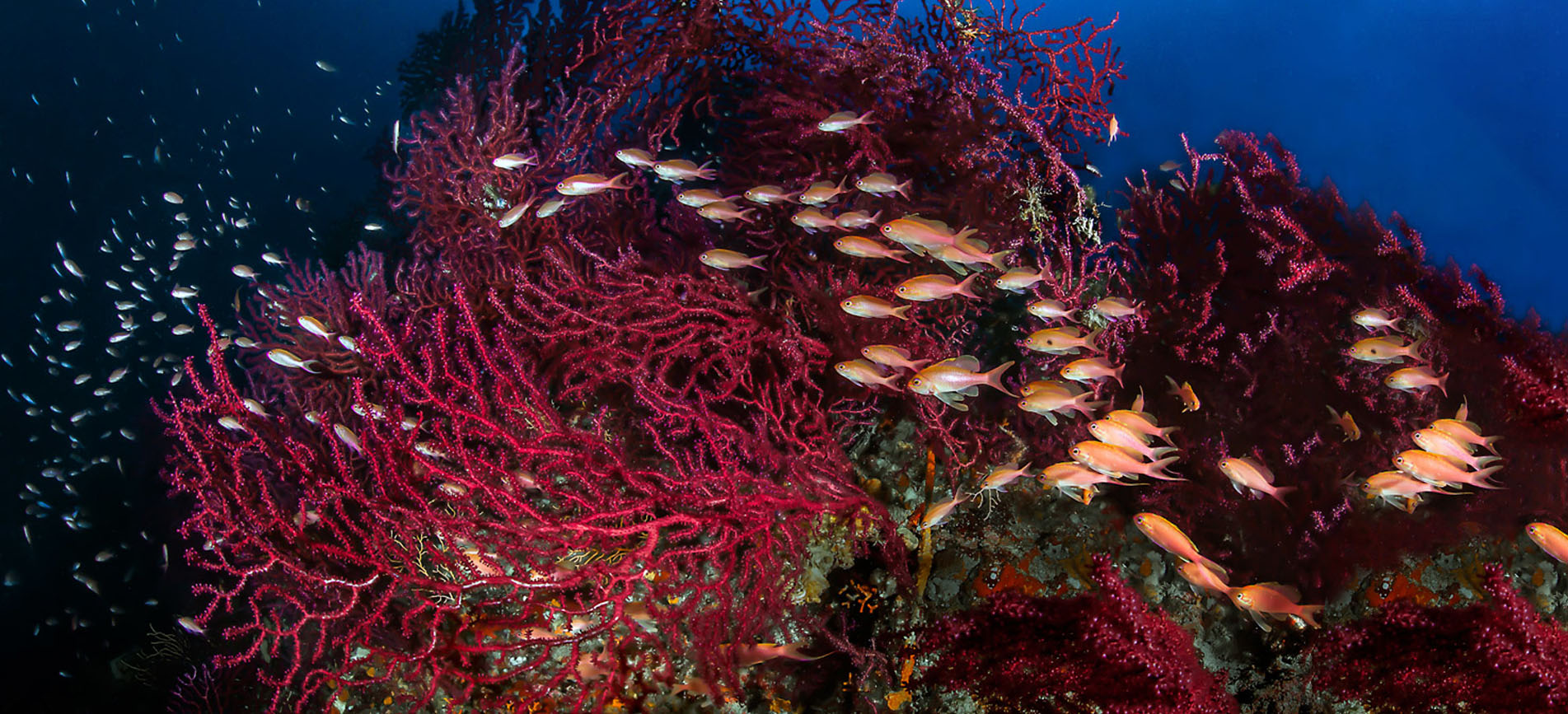 Miseno Reef Dive