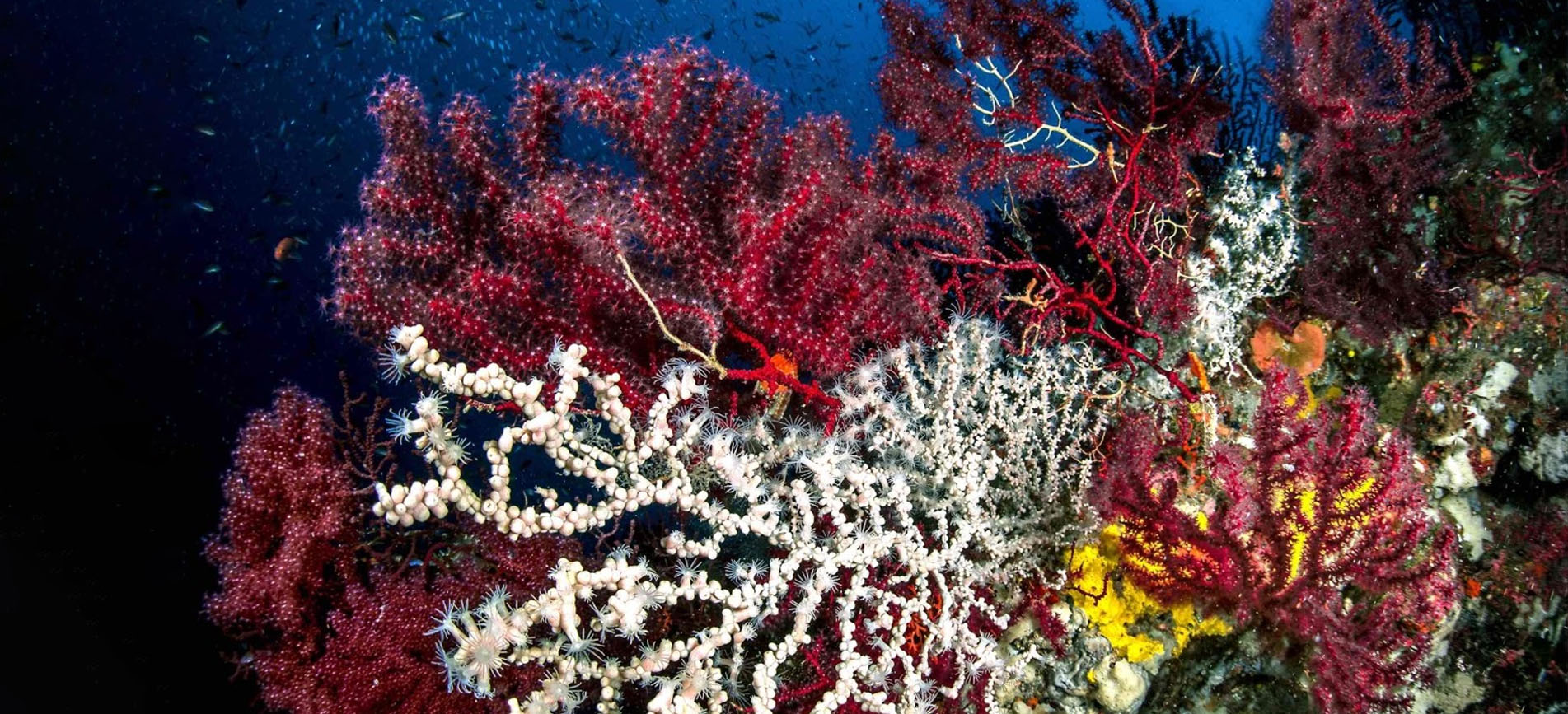 Immersione privata a sorrento, Capri e Banco Santa Croce